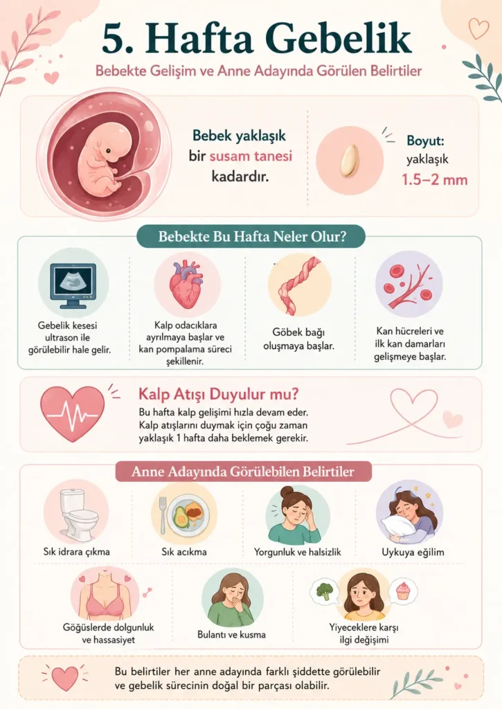 5 hafta gebelik takibi infografik