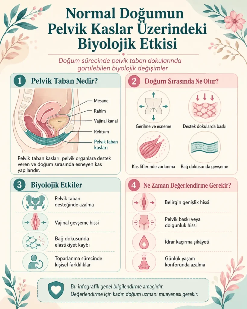 normal dogum pelvik kaslar uzerindeki etkisi infografik
